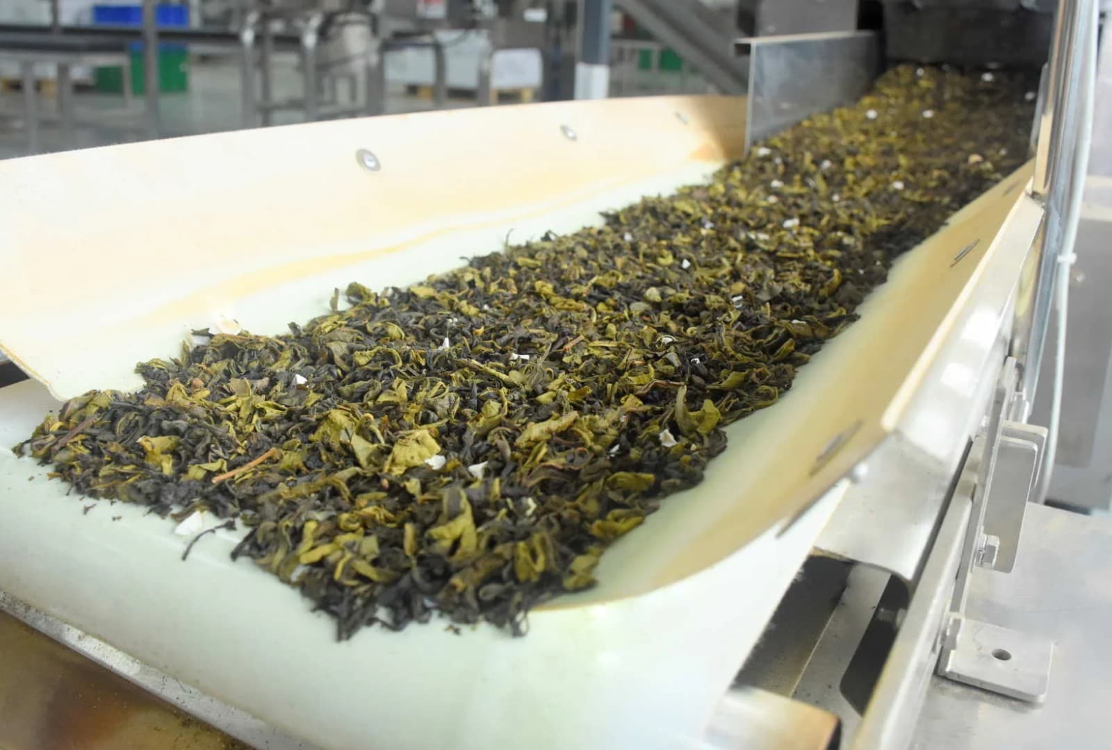 Tea leaves travelling along a conveyor in a factory